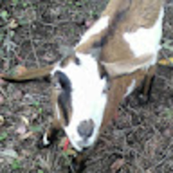 Meet your Posher, Joni - Picture 1 of 1